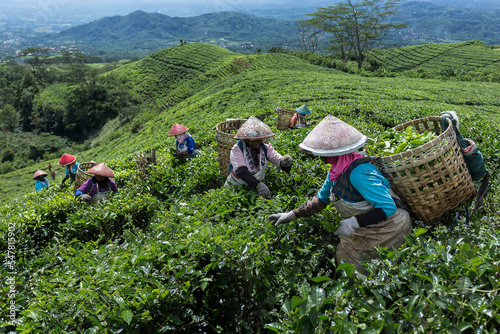 tea pickers are picking tea with a beautiful view