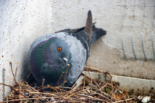 The pigeon sits on eggs in a nest on the facade of a townhouse