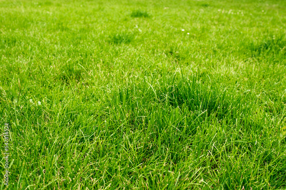 Beautiful lawn with many grass growing outdoors as background Beautiful lawn with many grass growing outdoors as background