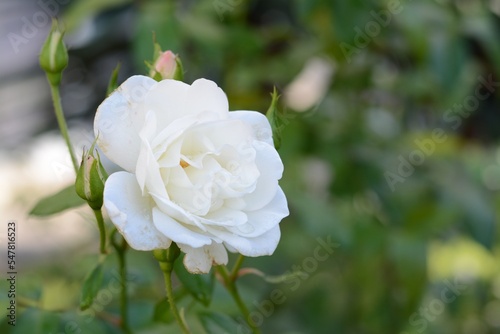 Beautiful white rose with water drops outdoors, space for text