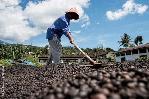 A Farmer was drying coffee beans