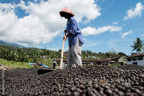 A Farmer was drying coffee beans