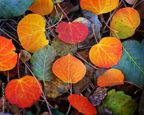 Yellow, orange and red Aspen Leaves in Fall