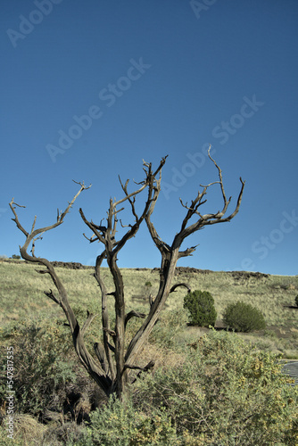 Dead tree reminding you of how hazardous the Arizona desert could be.