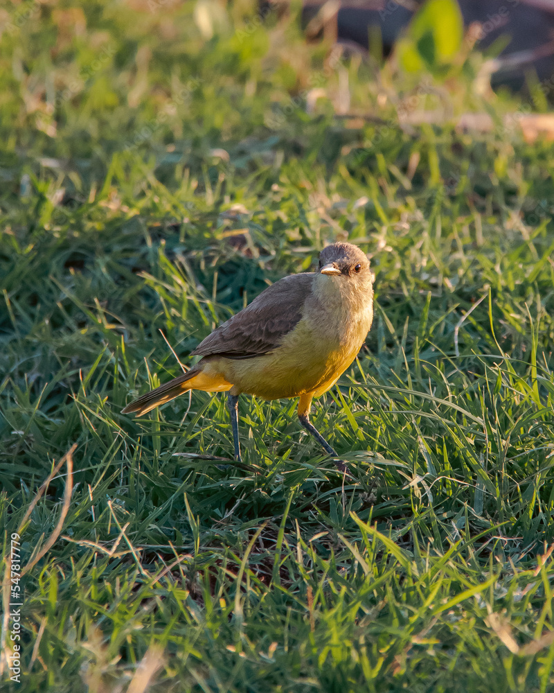 Fototapeta premium Suiriri-Cavaleiro (Machetornis rixosa)