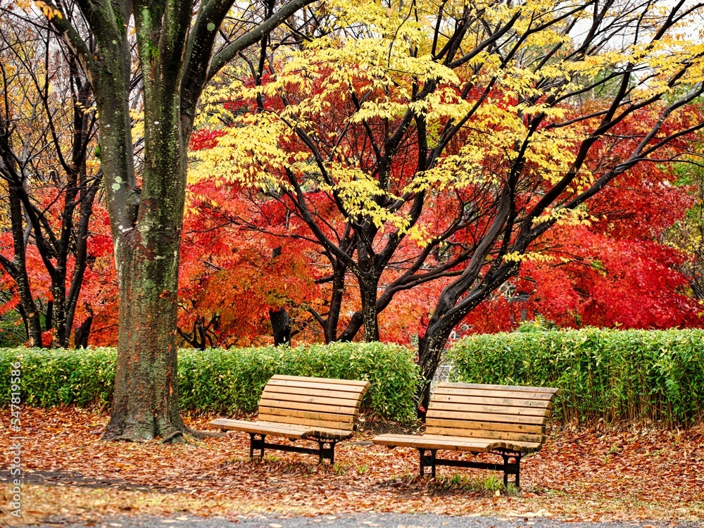 Tokyo,Japan - November 21, 2022: Two benches in a park on autumn leaves background in Japan
