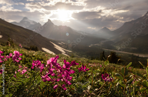 Pink northern sweetvetch (Hedysarum boreale) in Canadian mountains during sunset, Jasper National Park, Alberta, Canada. photo