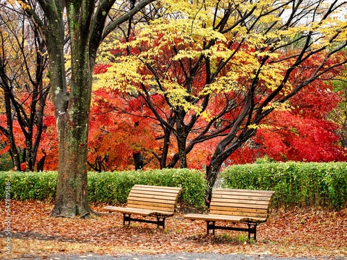 Murais de parede Tokyo,Japan - November 21, 2022: Two benches in a park on autumn leaves backgrou