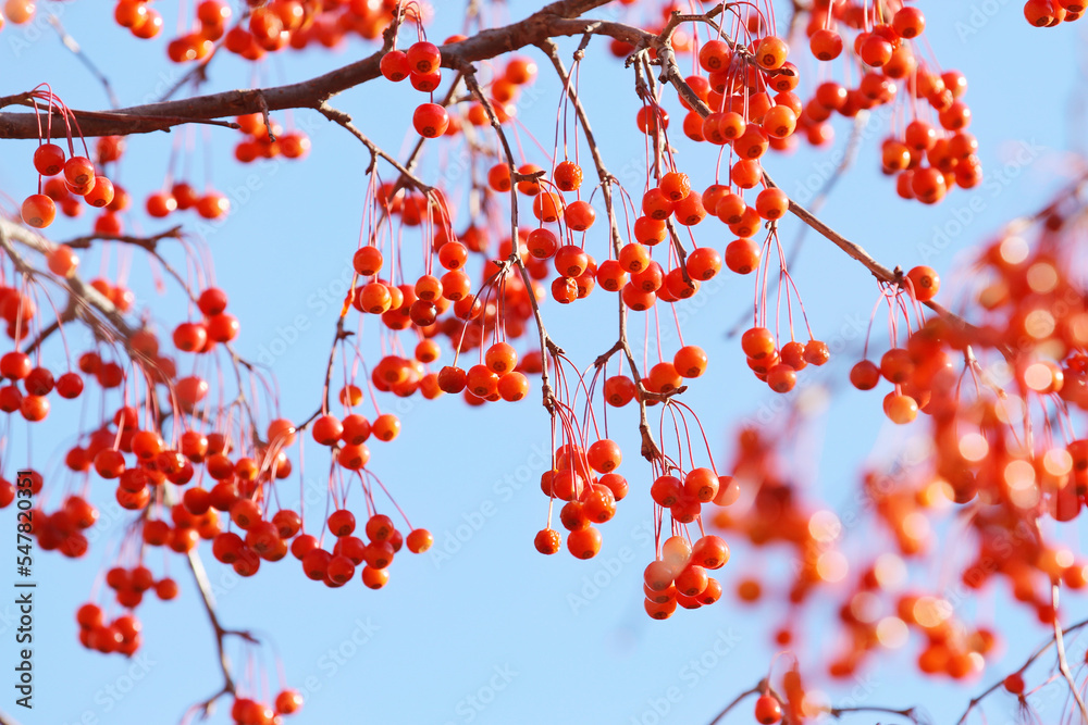 red autumn berries on blue sky background red autumn berries on blue sky background