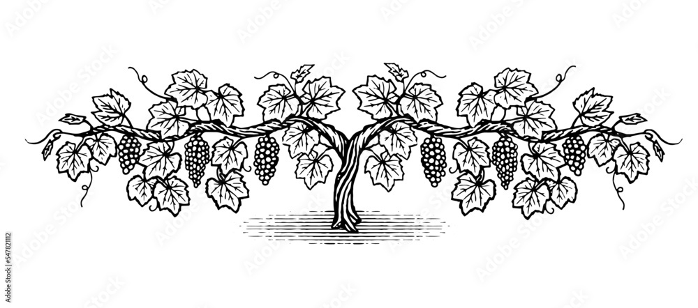 Hand drawn double cordon grapevine illustration in a vintage wood cut style. 