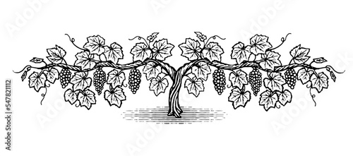 Hand drawn double cordon grapevine illustration in a vintage wood cut style. 
