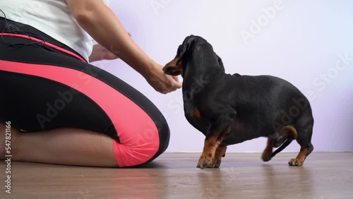 Training dog handler developing endurance patience working out command is prohibition, eat food. Pet dachshund obediently performs exercise, waits permission, picks up grain of food floor, reward  photo