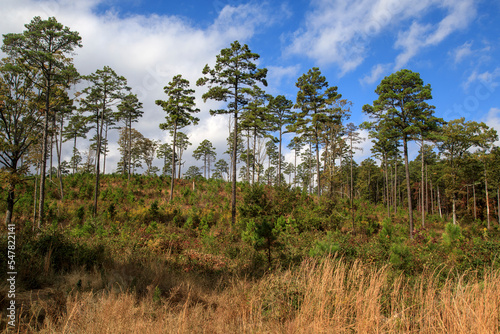 Little pine trees start to grow in a reforestation woodland area