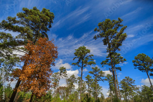 Little pine trees start to grow in a reforestation woodland area