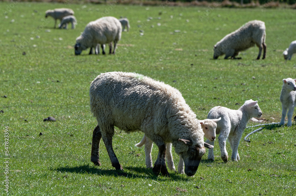 A ewe is about to start grazing, her lambs are nearby A ewe is about to start grazing, her lambs are nearby