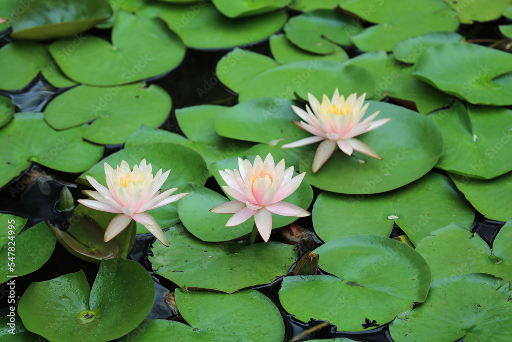 スイレンの花