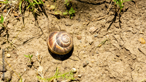 Brown grape snail lies on the background of a mesk of grass.