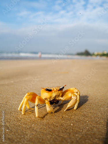 Crab with Sun glasses at Weligama Beach, Srilanka