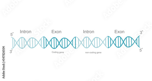 The double stranded DNA or pre-mature RNA that including Exon (coding region) and Intron (non-coding region) before post-transcription modification (splicing)