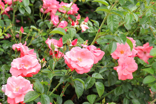 Bunch of rosy roses isolated in the garden