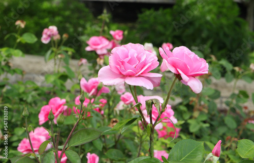 Fototapeta Naklejka Na Ścianę i Meble -  Bunch of rosy roses isolated in the garden