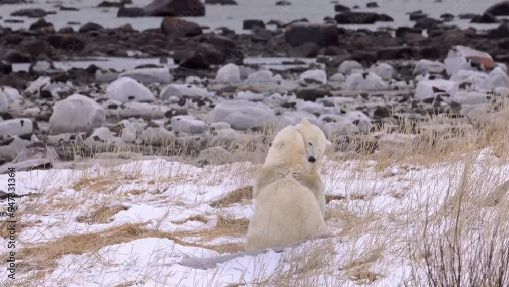 polar bears fighting polar bears fighting