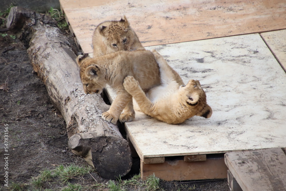 Naklejka premium lion cub