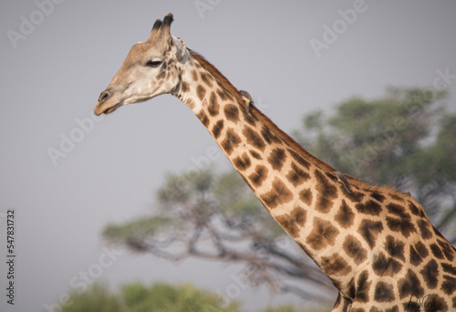 Giraffe in Botswana Africa