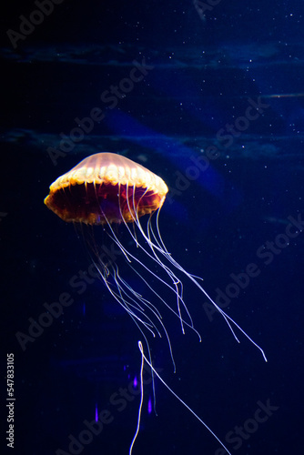 jelly fish in aquarium