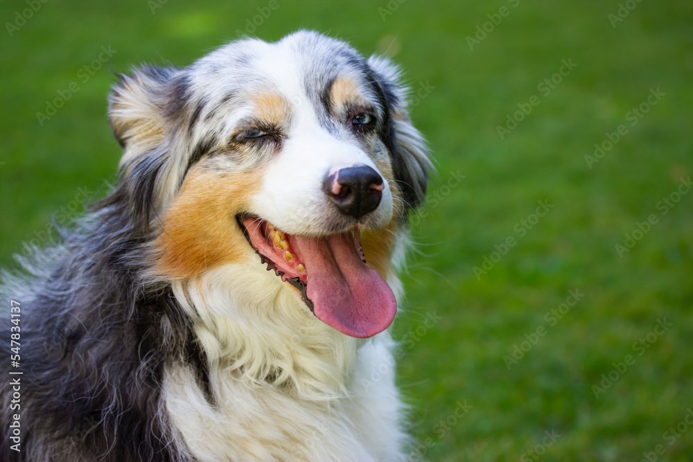 Australian shepherd dog portrait, tongue out in park. Tricolor canine, blue eyes