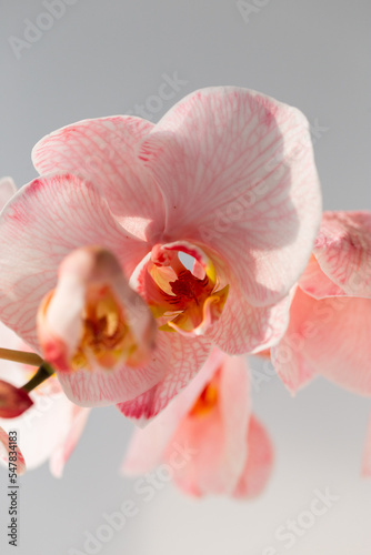 Phalaenopsis coral orchid on white background.