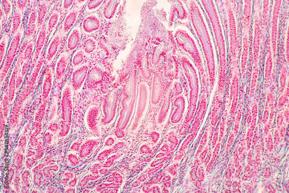 Fototapeta premium Backgrounds of Characteristics Tissue of Stomach Human, Small intestine Human, Pancreas Human and Large intestine Human under the microscope in Lab.