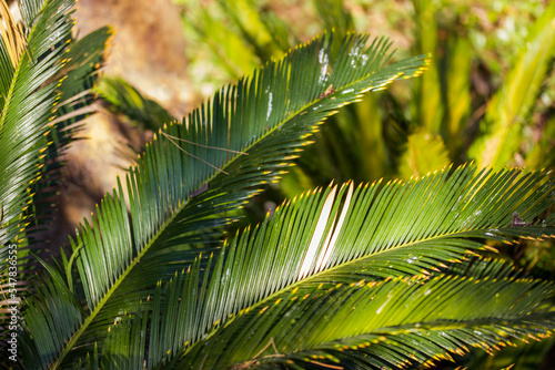 Cycas taiwaniana palm trees and bushes in a tropical botanical garden in summer, spring sunny day. Lush green exotic vegetation in the shadow of a rainforest, forest, wood, woods, national reserve.