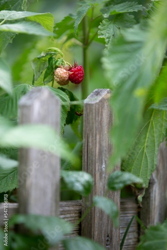 Vertical selective focus of raspberries in a garden behind a wooden fence