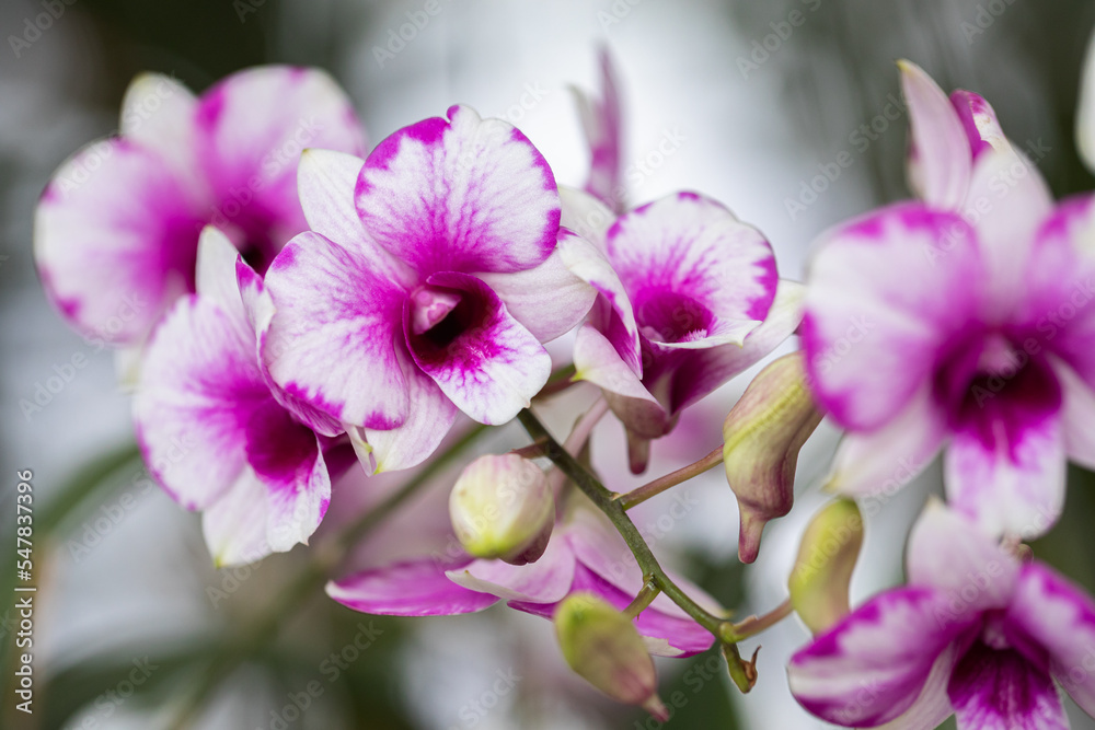 Beautiful orchid flower blooming at spring season Beautiful orchid flower blooming at spring season