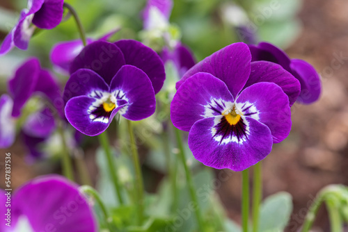 Group of pansy in the garden