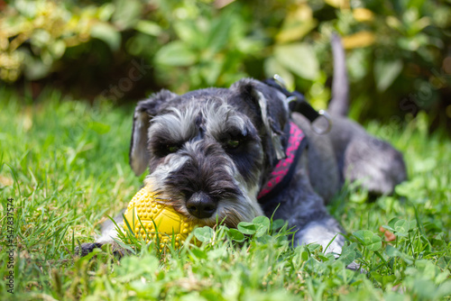 Grey miniature zwergschnauzer puppy is lying on a green lawn on nature in sunny day and playing with a yellow ball. Female doggy on a walk. Canine domestic animal, pet in green park, woods, forest.