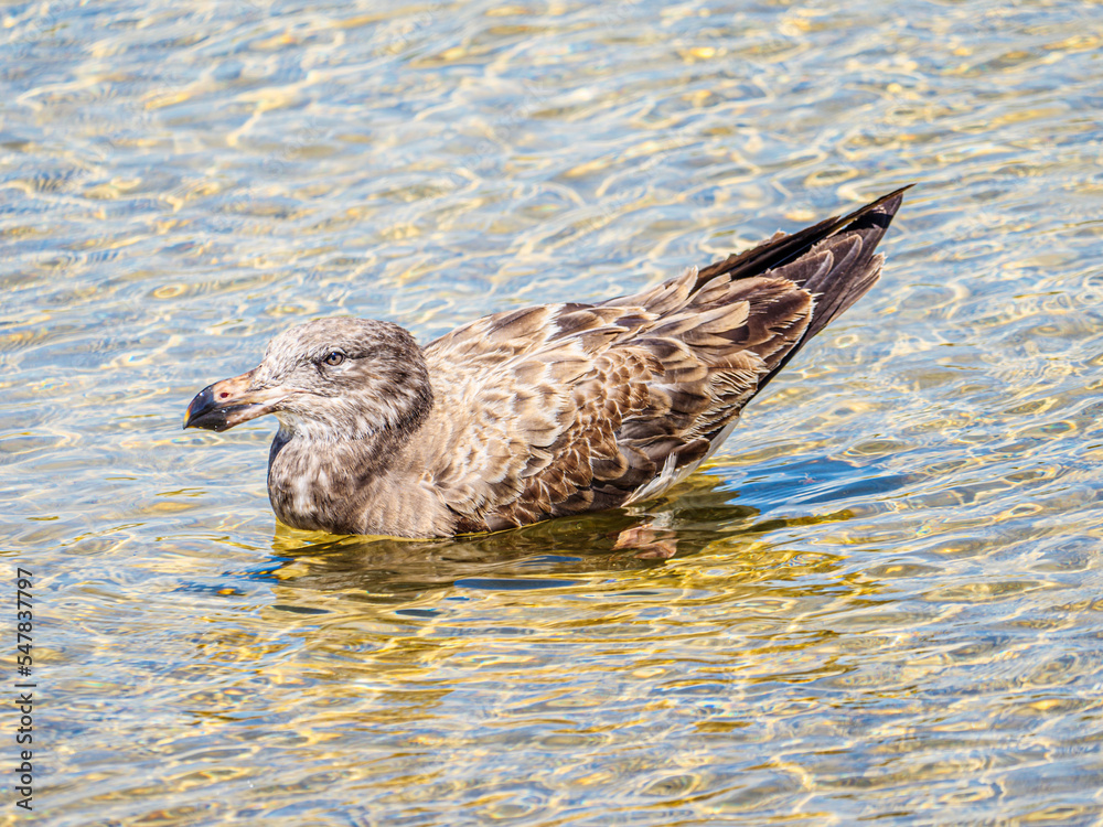 Fototapeta premium Pacific Gull RHS