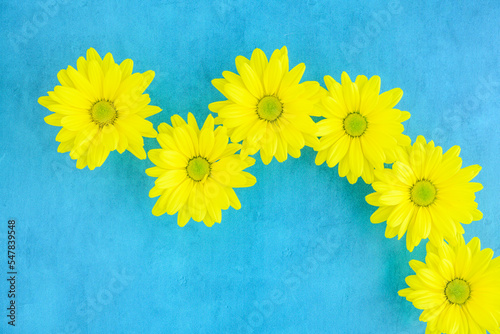 Cheerful yellow chrysanthemum flowers on a sky-blue background  happy spring background 