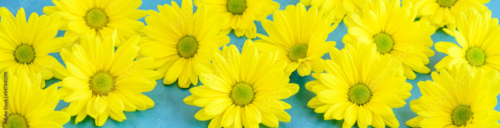 Cheerful yellow chrysanthemum flowers on a sky-blue background, happy spring background
Cheerful yellow chrysanthemum flowers on a sky-blue background, happy spring background
