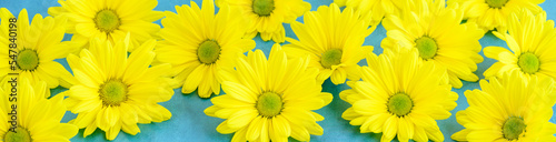 Cheerful yellow chrysanthemum flowers on a sky-blue background  happy spring background 