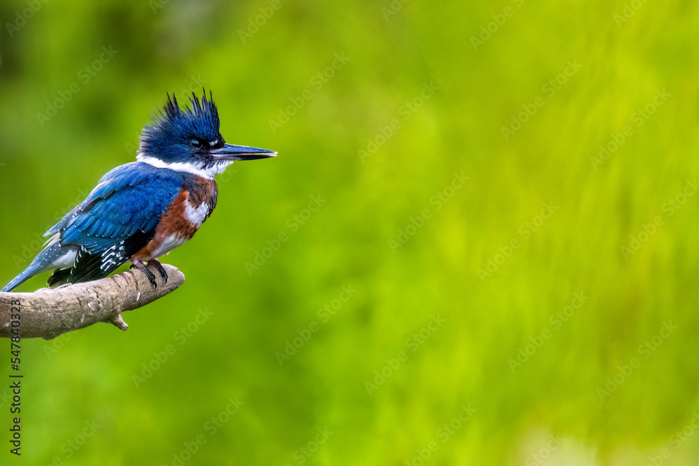Belted Kingficher of America looking at prey in a Quebec stream.