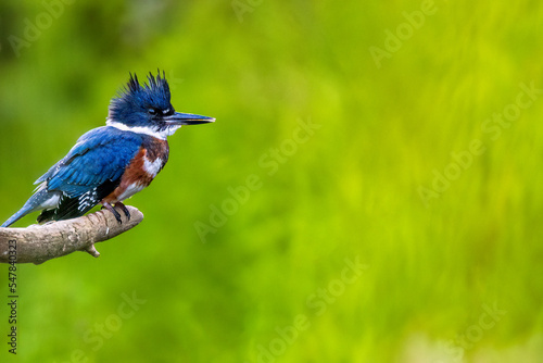 Belted Kingficher of America looking at prey in a Quebec stream. photo