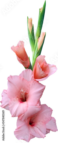 Beautiful pink gladiolus. PNG file on a transparent background.