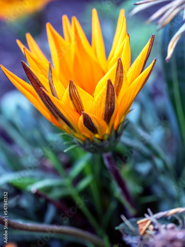 bright beautiful yellow Gazania flower with pointed petals