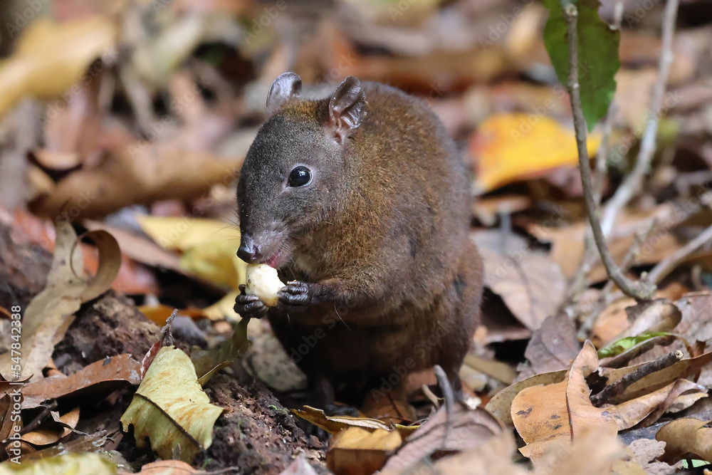 Musky Rat Kangaroo in Queensland rainforest Stock Photo | Adobe Stock