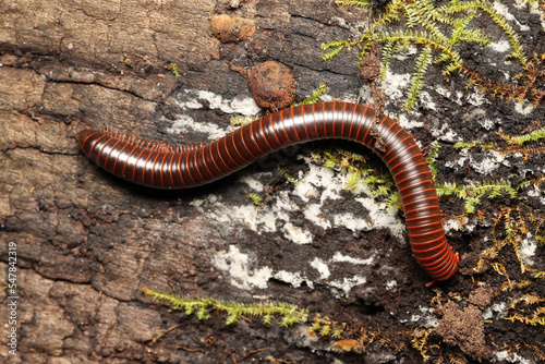 Obraz na płótnie Large Millipede on a log in North Queensland Rainforest