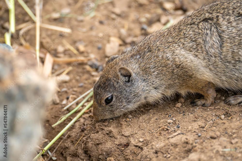 Uinta Ground Squirrel is eating, Yellowstone National Park
