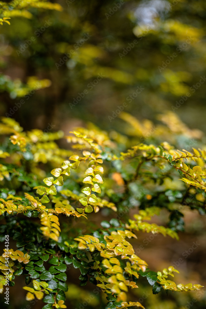 Fototapeta premium Tasmanian myrtle leaves