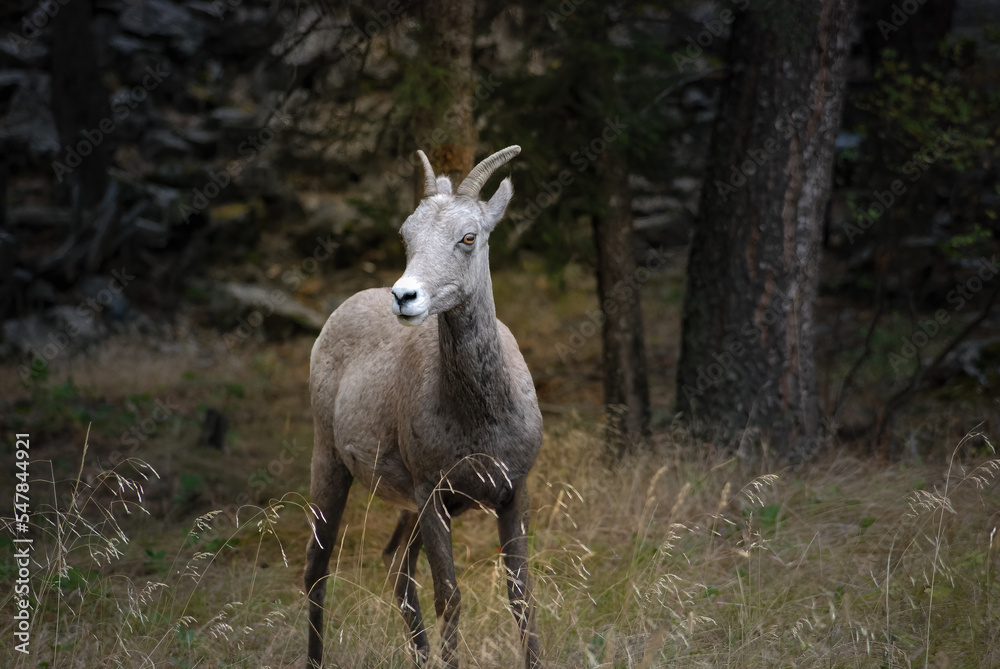 2022-11-18 A BIG HORN SHEEP STANDING IN A MEADOW WITH A BRIGHT ORANGE COLORED EYE AND A BLURRY BACKGROUND 2022-11-18 A BIG HORN SHEEP STANDING IN A MEADOW WITH A BRIGHT ORANGE COLORED EYE AND A BLURRY BACKGROUND